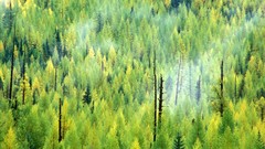 Fire Montana national park forests glacier national park