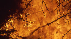 Fire orange forest fire