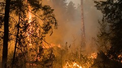 Fire smoke cataclysm forests forest fire