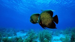 Fish angelfish