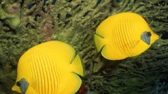 Fish angelfish