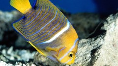 Fish angelfish