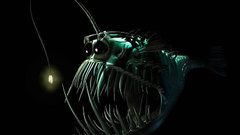Fish angler fish