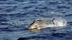 fish Animals Sea water tuna