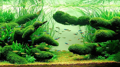Fish aquarium