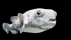 Fish Blowfish Aquarium and