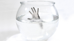 Fish bowls light palm