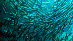 Fish can contain Mercury