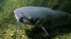 Fish Catfish