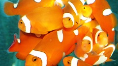 Fish clownfish