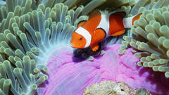 Fish clownfish
