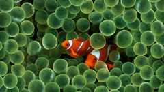 Fish clownfish