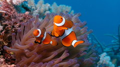 Fish clownfish coral reef