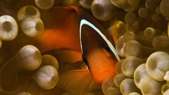 Fish clownfish sea anemones
