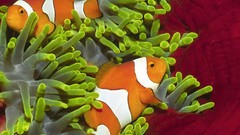 Fish clownfish sea anemones