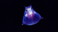 Fish cowfish Aquarium and