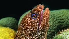 Fish eels Aquarium and