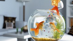 Fish goldfish funny fish bowls