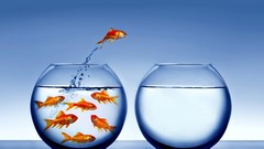 Fish goldfish funny jumping fish bowls