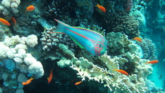 Fish high Aquarium and