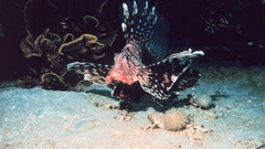 Fish lionfish