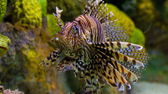 Fish lionfish