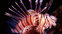 Fish lionfish