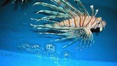 Fish lionfish