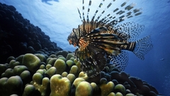 Fish lionfish