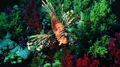 Fish lionfish