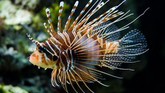 Fish lionfish