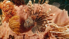 Fish lionfish