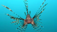 Fish lionfish sealife