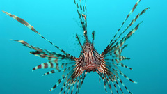 Fish lionfish underwater