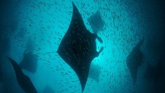 Fish Maldives underwater manta ray