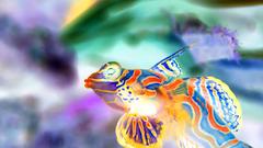 Fish mandarinfish