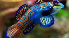 Fish mandarinfish