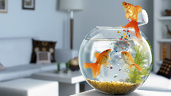 Fish pets bowls Aquarium