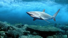 Fish predator underwater Sharks Underwater World coral coral 