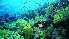 Fish reef coral underwater