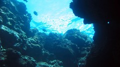 Fish rocks underwater