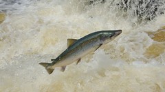 Fish salmon national geographic rivers