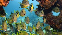 Fish sealife coral reef