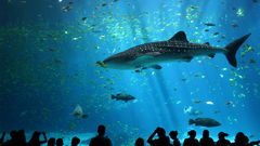 Fish Sharks aquarium Sea