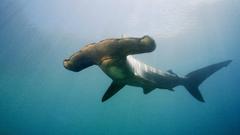 Fish Sharks Hammerhead Shark