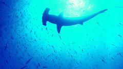 Fish Sharks Hammerhead Shark