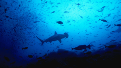 Fish Sharks hammerhead shark