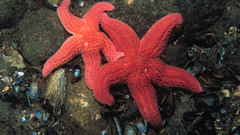 Fish starfish