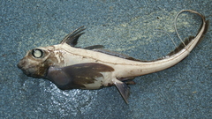 Fish strange chimaera monstrosa