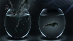 Fish tank Dolphins 3d